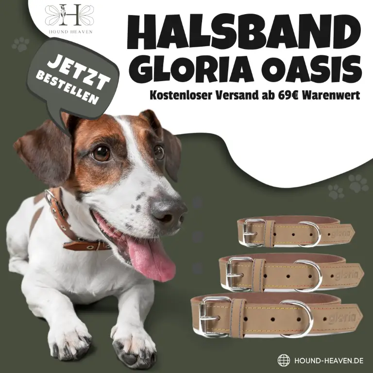 DOG COLLAR - LEATHER (HOUND HEAVEN) B - THUMBNAIL